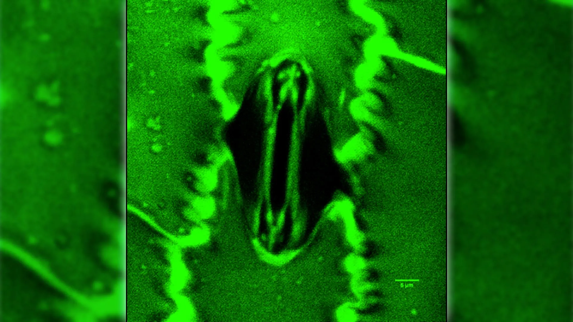 Breakthrough lets scientists watch plants breathe in real time