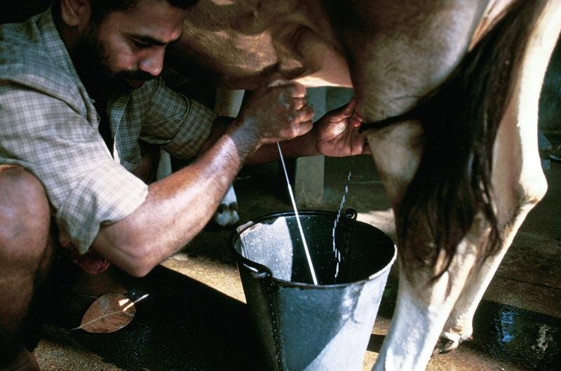 Roots of milk drinking revealed by South Asian genomes