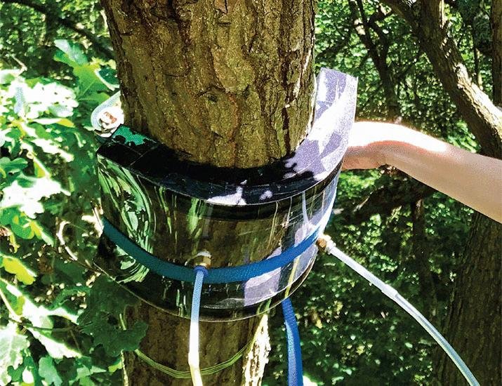 Tree bark microbes for climate management | Science