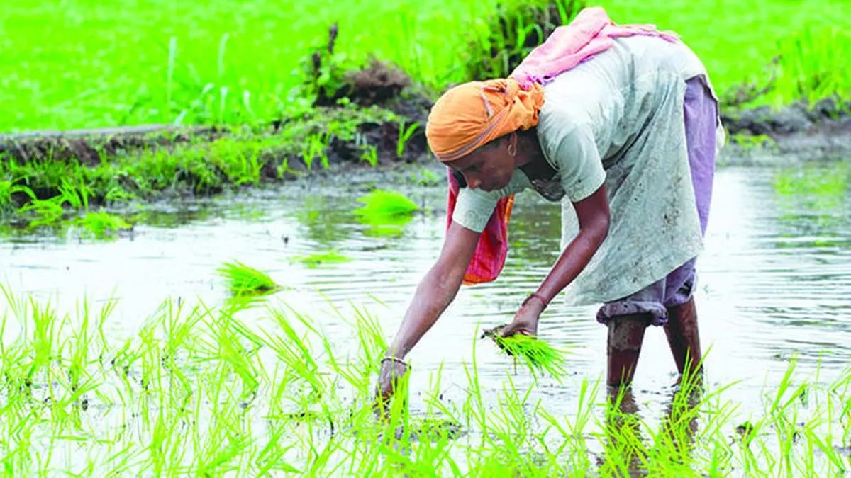 India’s record rice crop is set to deepen slide in global prices