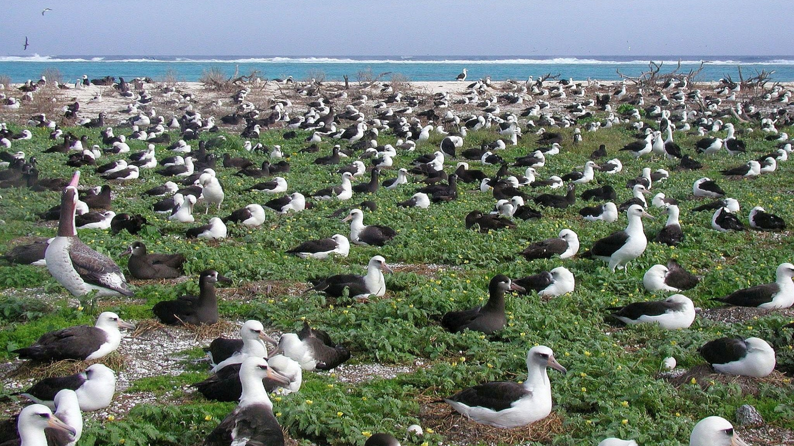 Snowed in? Watch albatrosses nest on a sunny Pacific island instead