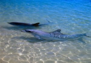 Dolphins with more close friends age more slowly