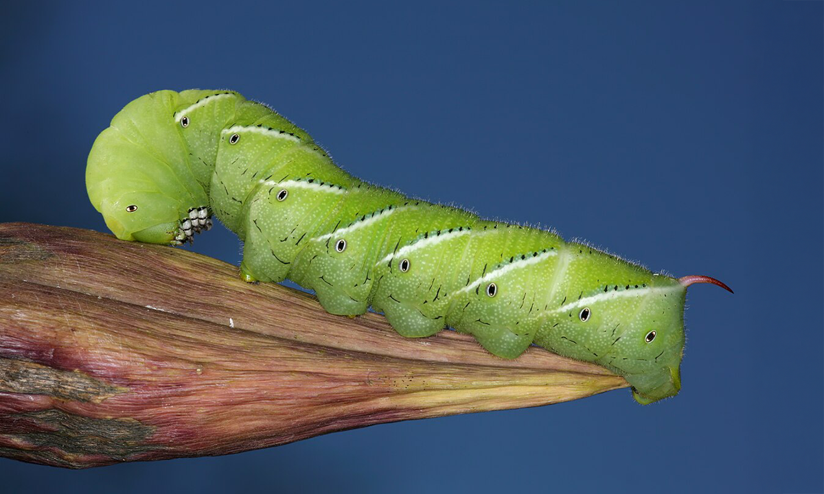 How These Caterpillars Use Their Body Hair to Listen for Danger